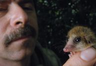 Conheça o marsupial da Patagônia que é considerado um “fóssil vivo”