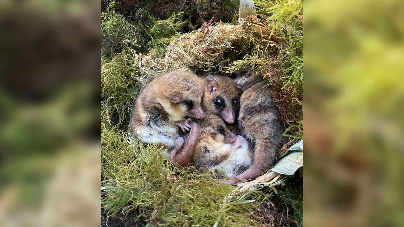 Monitos (Dromiciops gliroides) hibernam juntos em um ninho. / Roberto Nespolo