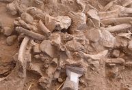 Fósseis de 37 mil anos revelam evidências dos primeiros humanos na América do Norte