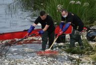 Substância tóxica em rio na Europa causa morte em massa de peixes