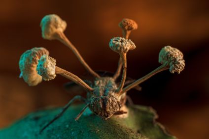 O copo e frutificação de um fungo parasita interrompoe o corpo de uma mosca