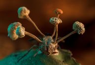 Competição de fotografia revela imagens impressionantes de criaturas na natureza