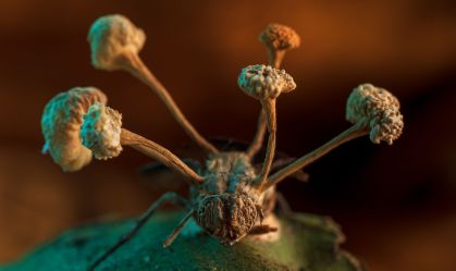 O copo e frutificação de um fungo parasita interrompoe o corpo de uma mosca