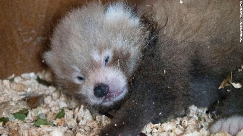 220818113031-red-panda-cub-paradise-wildlife-park-exlarge-169