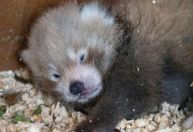 Filhote de panda-vermelho nasce no Reino Unido; espécie é ameaçada de extinção