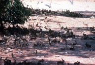 Como um presente de natal causou uma invasão biológica devastadora na Austrália