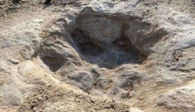 Um enfoque nas pegadas de dinossauros