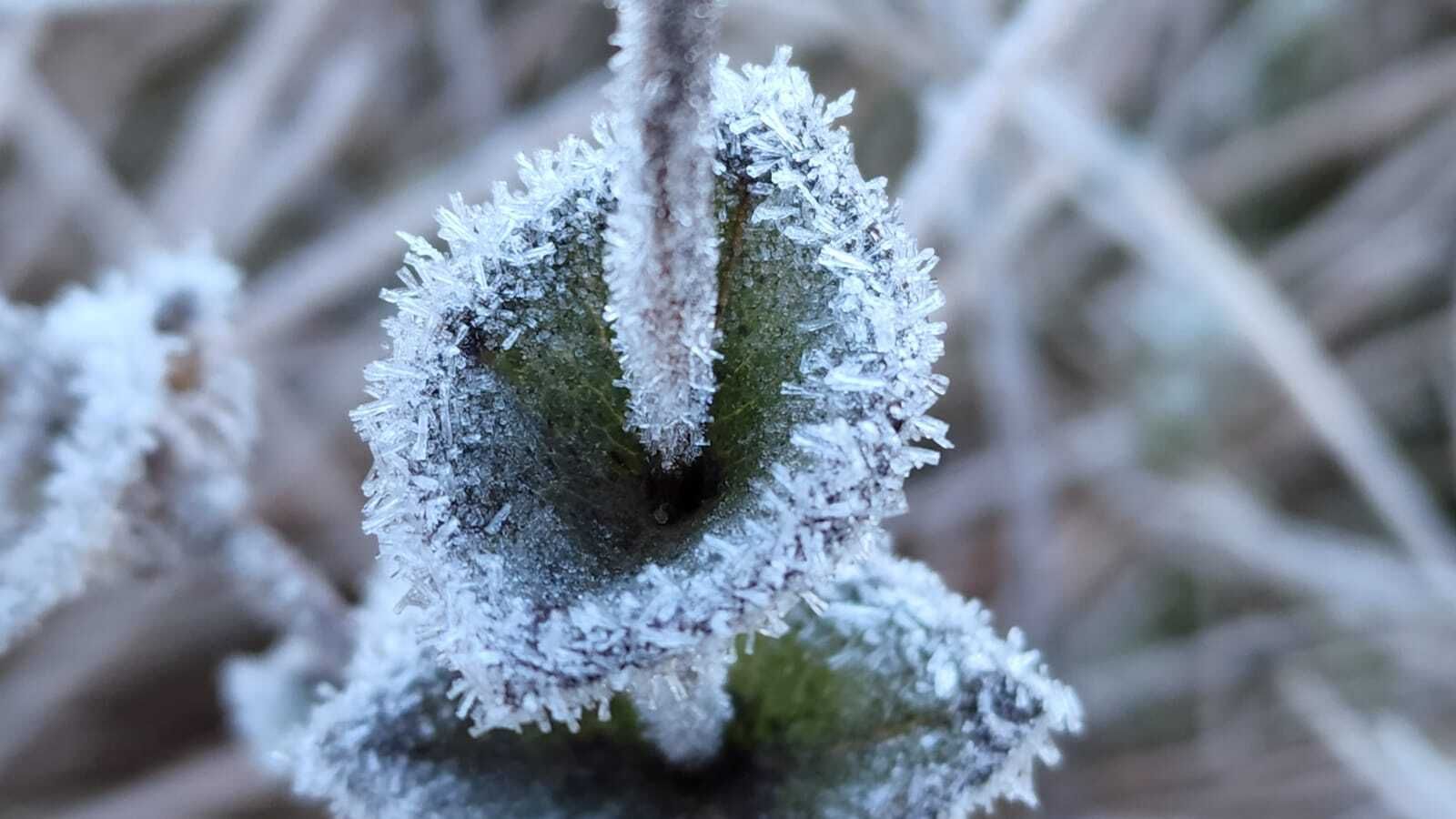 Neve cai em São Joaquim, na Serra Catarinense