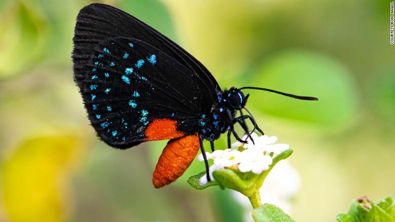 Borboleta Eumaeus atala / Ron Magill / Arquivo Pessoal