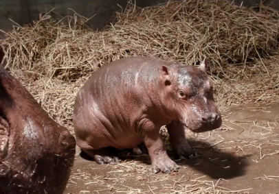O filhote de hipopótamo no zoológico de Cincinnati