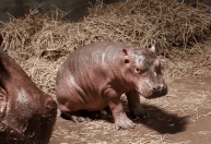 Zoológico nos EUA busca nome para bebê hipopótamo