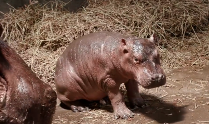 Zoológico nos EUA busca nome para bebê hipopótamo