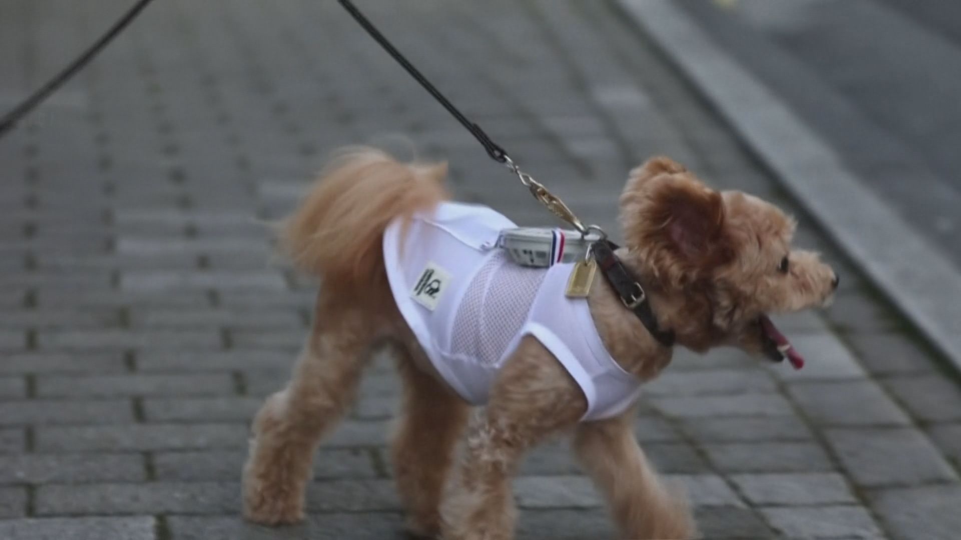 No Japão, empresa criou roupa para cães e gatos com um ventilador acoplado