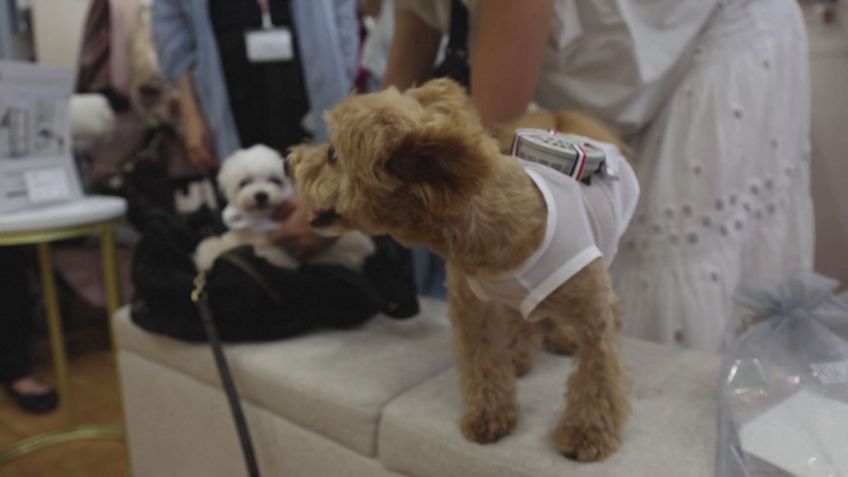 No Japão, empresa criou roupa para cães e gatos com um ventilador acoplado / Reprodução/CNN Brasil (1.ago.2022)