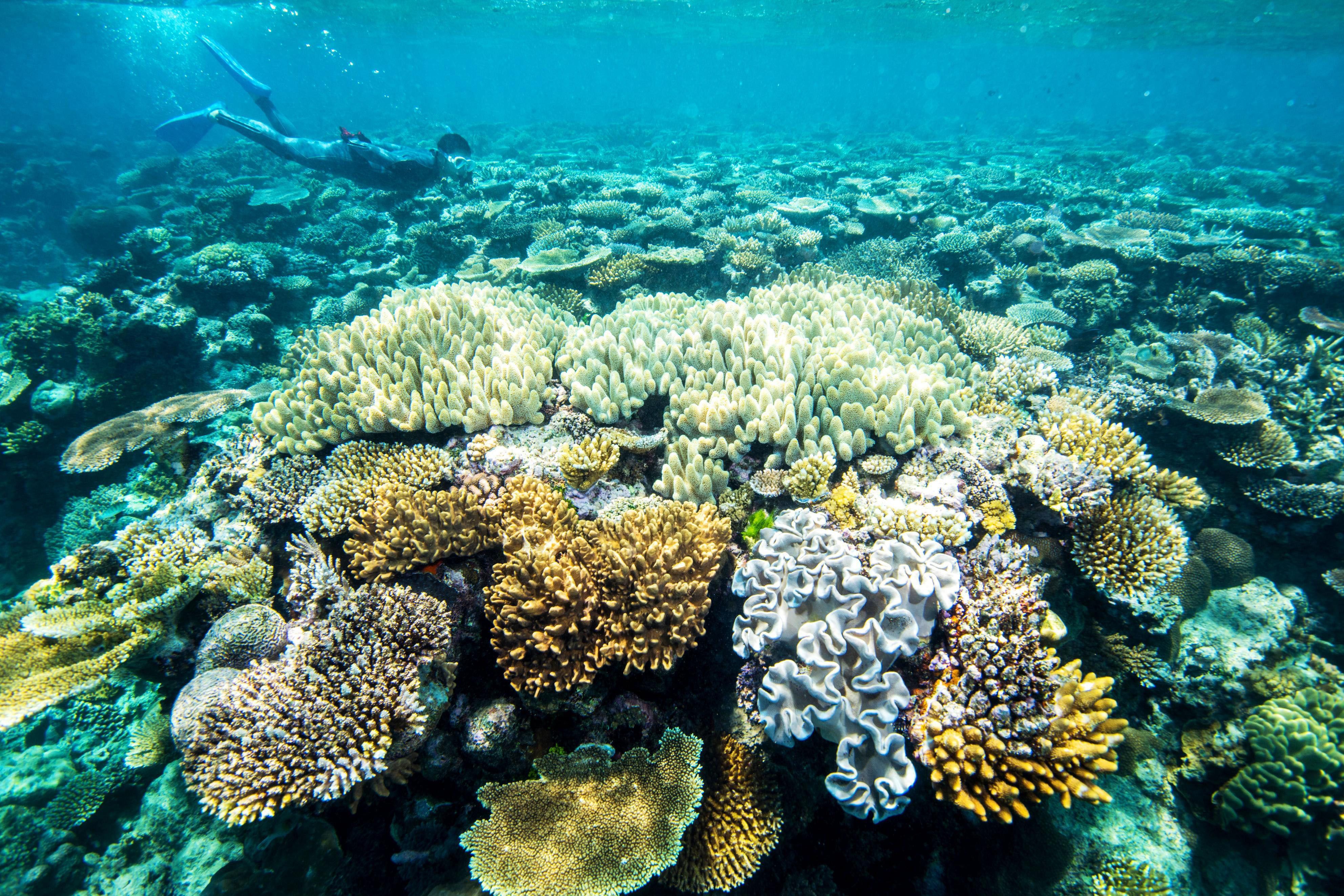Great Barrier Reef