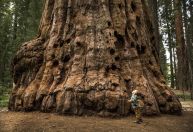 Público está proibido de visitar de árvore mais alta do mundo sob multa de US$ 5.000