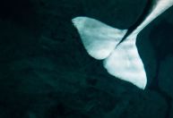 França pondera sobre transportar baleia beluga encontrada no rio Sena de volta ao mar