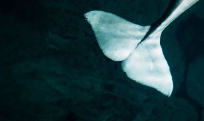 Baleia beluga encontrada no rio Sena será transferida para tanque de água salgada