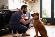 Olhos dos cães se enchem de lágrimas quando se reencontram com seus donos