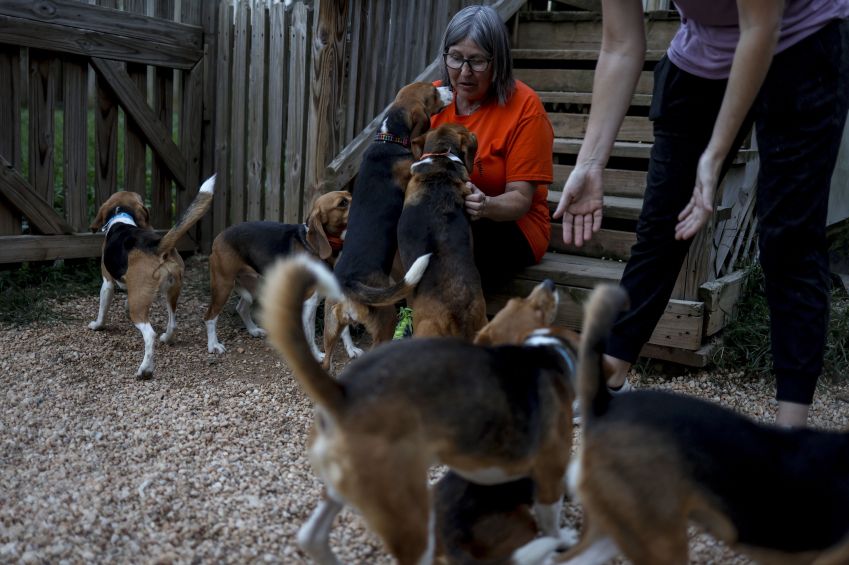 Voluntários do Homeward Trails Animal Rescue brincam com beagles do centro de criação e pesquisa Envigo em Fairfax, Virgínia, em 7 de agosto de 2022 / Getty Images