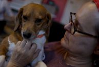 Cerca de 4.000 beagles resgatados na Virgínia estão à procura de novos lares