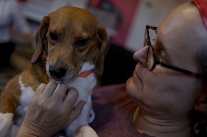 Beagles na Virgínia