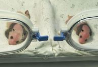 Panda gigante dá à luz a filhotes gêmeos na China, diz mídia estatal