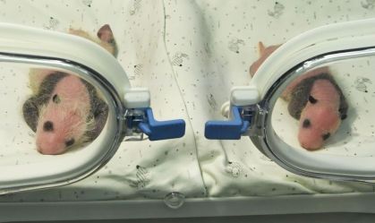 Giant Panda Er Shun Gives Birth To Twin Cubs In Chongqing