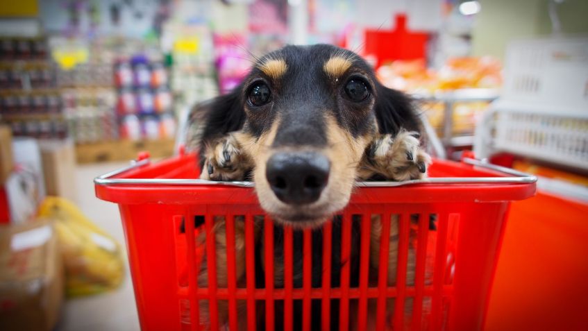 Cães são capazes de identificar estresse do dono pelo cheiro, diz estudo / Getty Images