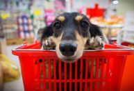 Tarcísio veta projeto que impediria venda de animais em pet shops em SP