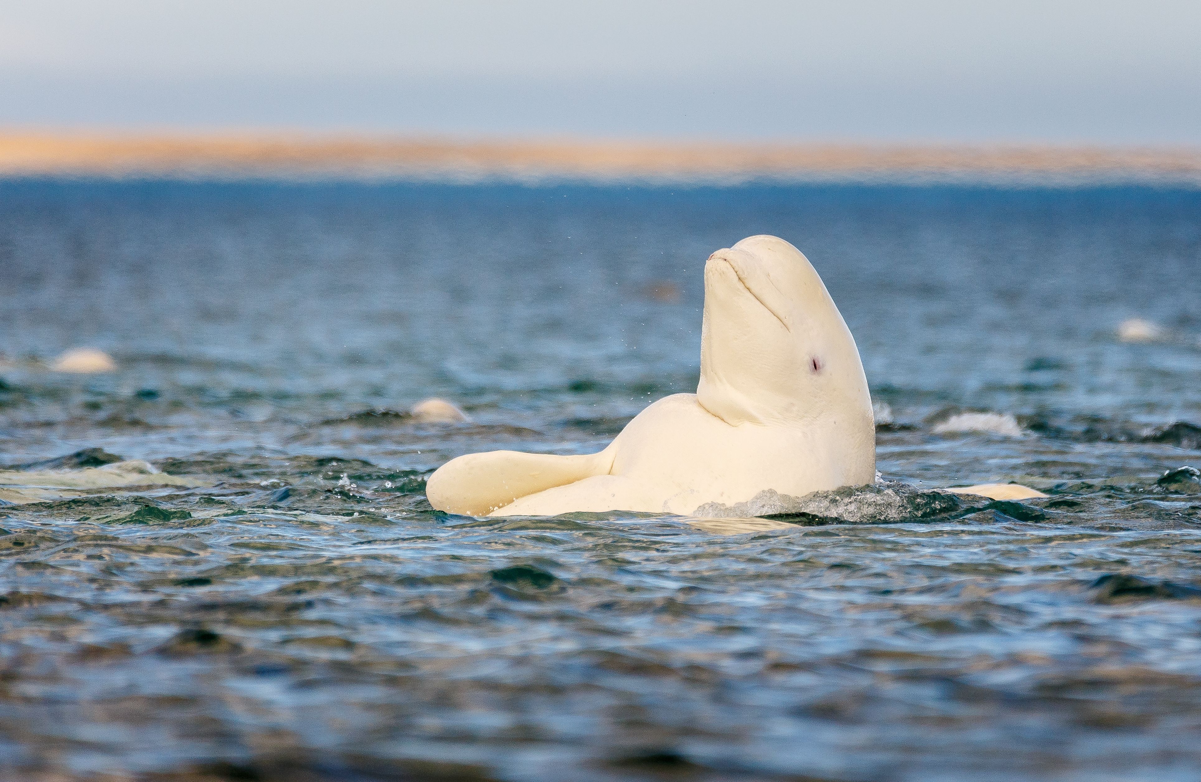 Beluga Back Roll