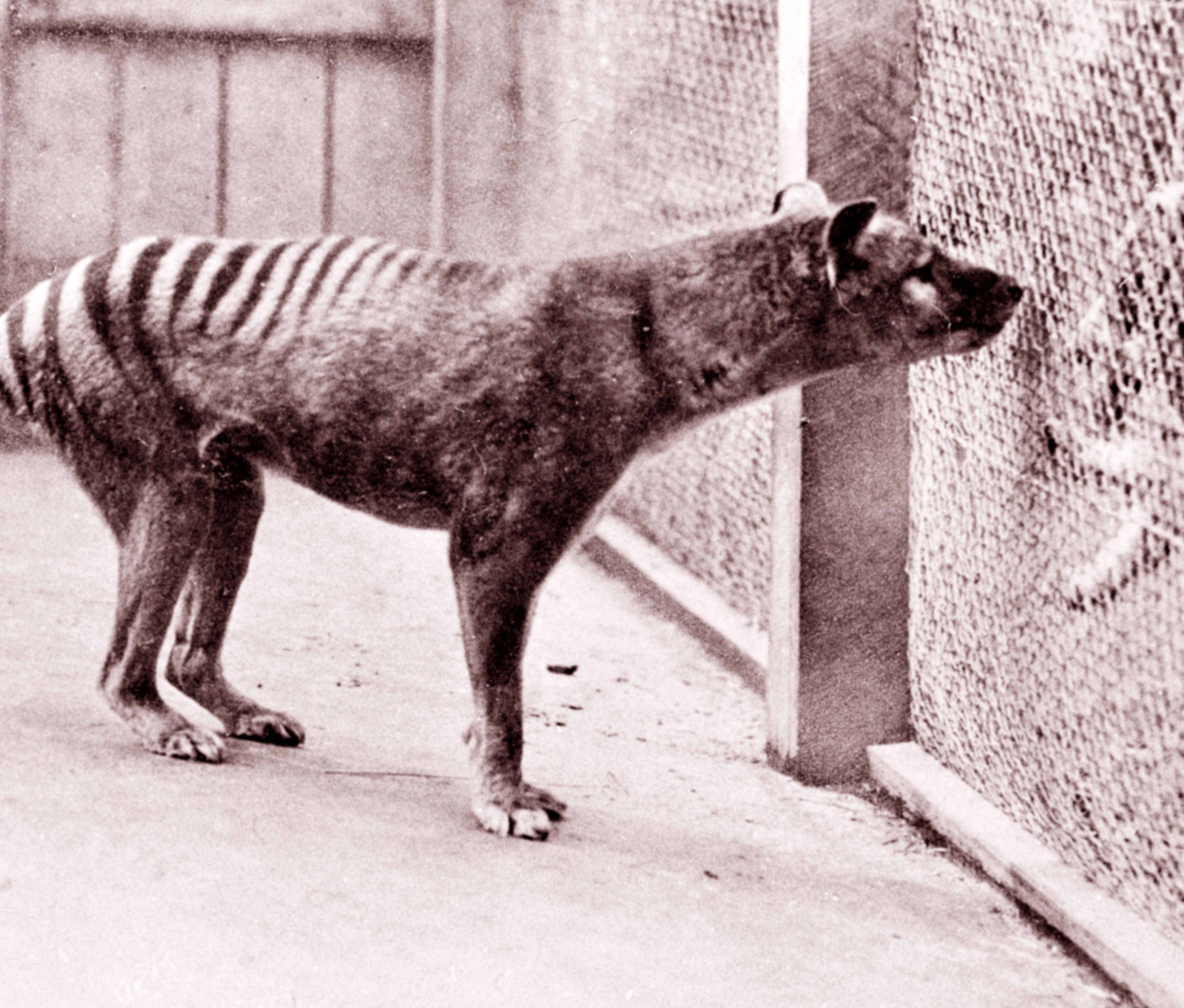 Now extinct, Tasmanian Tiger (thylacine) 1933