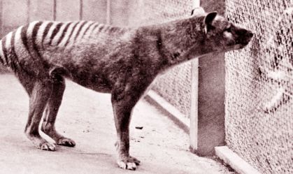 Now extinct, Tasmanian Tiger (thylacine) 1933