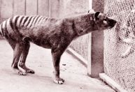 Cientistas buscam "ressureição" do tigre-da-Tasmânia, extinto há quase 100 anos