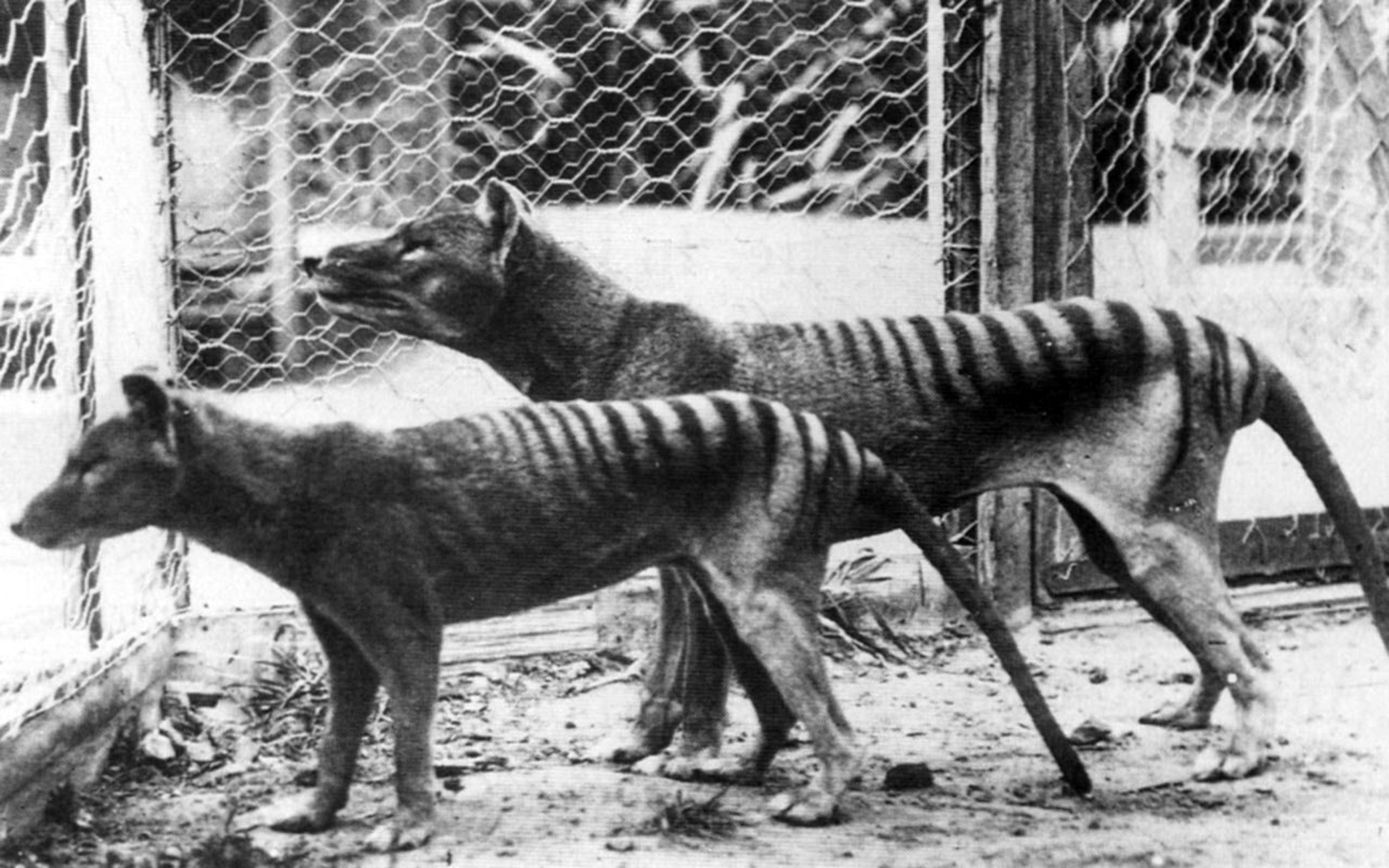 Tigre-da-Tasmânia no Zoológico de Hobart em 1933 / Universal Images Group via Getty