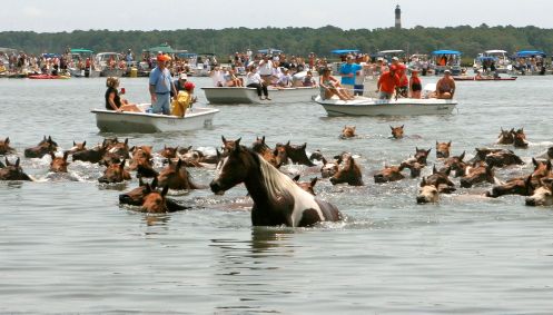 Cavalo