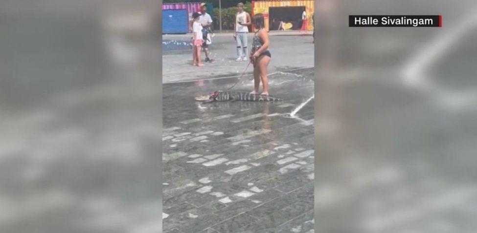 Jacaré Wally, animal de apoio emocional, passeia em coleira por parque da Filadélfia, nos EUA / Halle Sivalingam / Reprodução CNN US