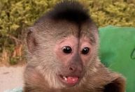 Macaco “liga” para polícia e faz agentes irem a zoológico na Califórnia