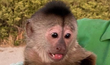 Macaco "liga" para polícia e faz agentes irem a zoológico na Califórnia