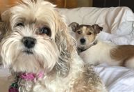 Cães são capazes de identificar estresse do dono pelo cheiro, diz estudo