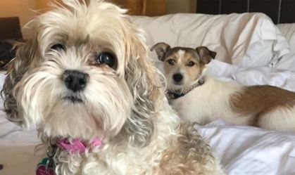 Cães são capazes de identificar estresse do dono pelo cheiro, diz estudo