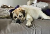 Risco de demência canina aumenta anualmente após os 10 anos; veja os sinais