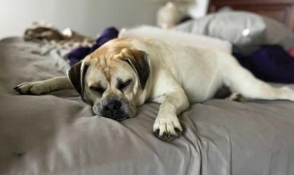 Stephanie Moody - Rues Rescue & Sanctuary (3)