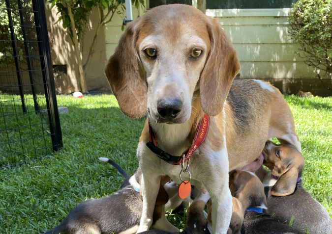 beagle