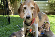 Príncipe Harry e Meghan adotam cachorro vítima de abusos por centro de pesquisa