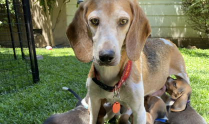 Príncipe Harry e Meghan adotam cachorro vítima de abusos por centro de pesquisa