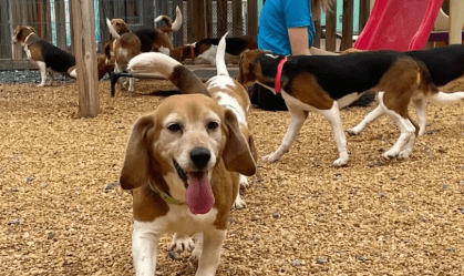 Governo anuncia regras mais rígidas para transporte aéreo de pets