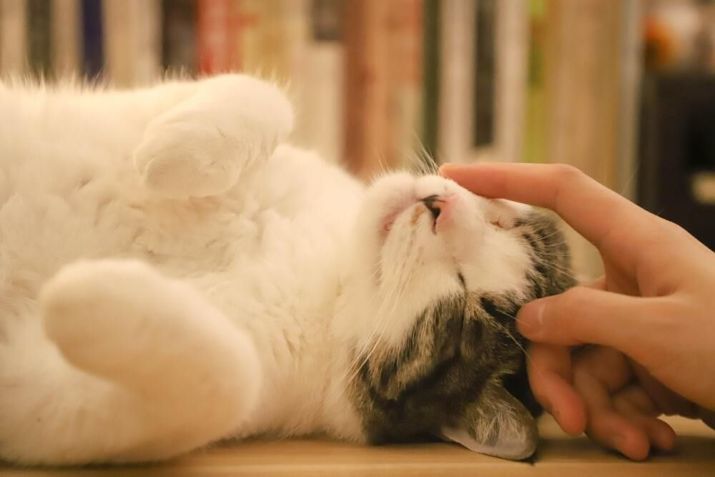 Porque os gatos ronronam perto do dono? / Imagem: Pexels/Cats Coming