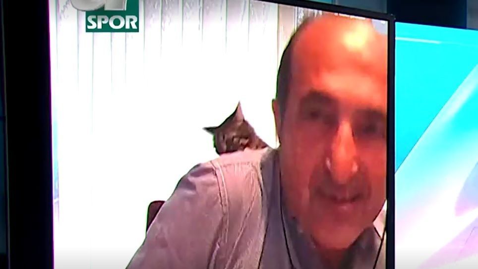 gatocomentarista