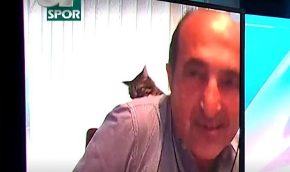 gatocomentarista